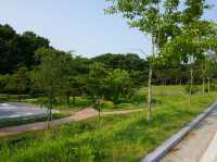 무령왕릉 옆 숨은 산책 명소, 코스모스 가득한 힐링 길🌼