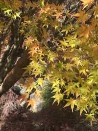 紐西蘭Rotorua 秋色美🍁🍂