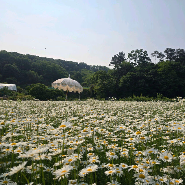 👍👗아산 샤스타데이지 카페 카페지새울