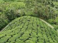 Escape the Heat, Embrace the Hills: One-Day Fun at Cameron Highlands!