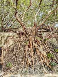🌳🏰 Anping Treehouse: Tainan’s Enchanting Ruin Reclaimed by Nature