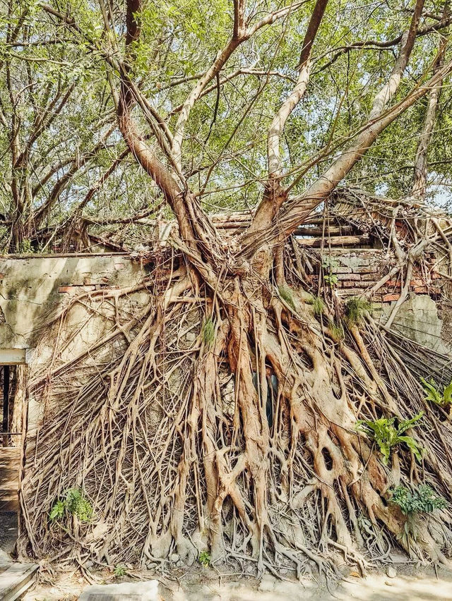 🌳🏰 Anping Treehouse: Tainan’s Enchanting Ruin Reclaimed by Nature