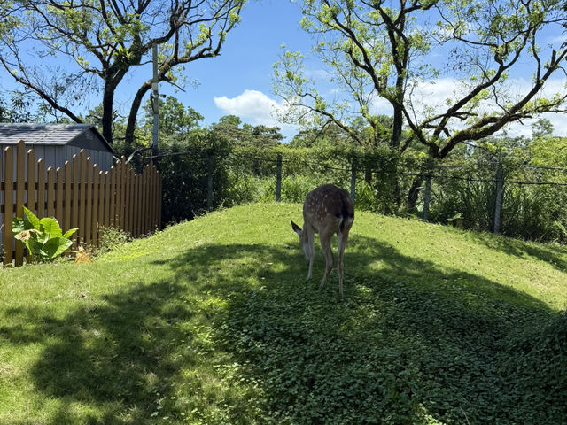 斑比山丘餵食小動物🦌
