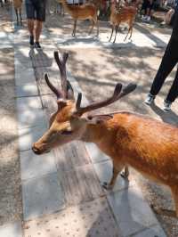 Nara park - must visit place in Japan