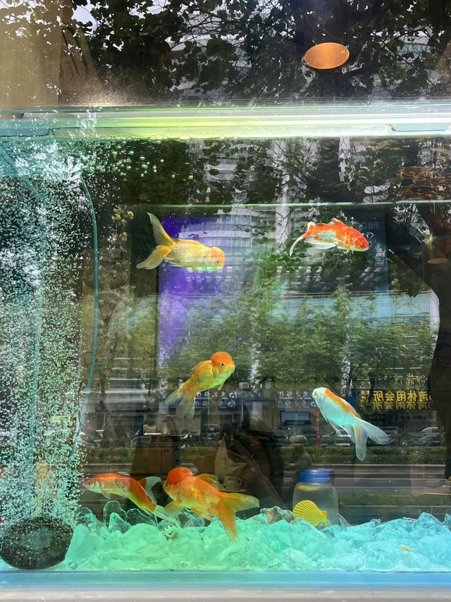 🐠포산 垂虹路에서 발견한 금붕어 수족관 ✨