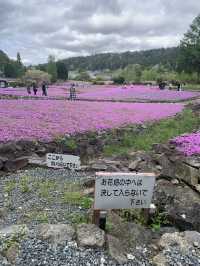 芝桜の花のじゅうたん❤️