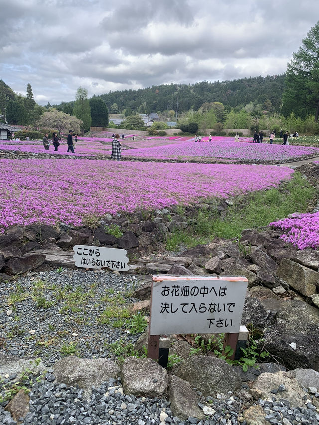 芝桜の花のじゅうたん❤️