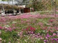 🌸 Blooming Lovely at Flora Park, Cameron Highlands
