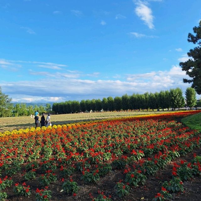 日本北海道-夢幻花海富田農場