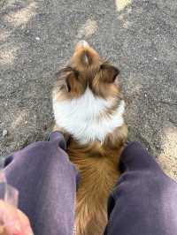 【群馬🐴】世界の名犬牧場で触れ合い放題🐶💕