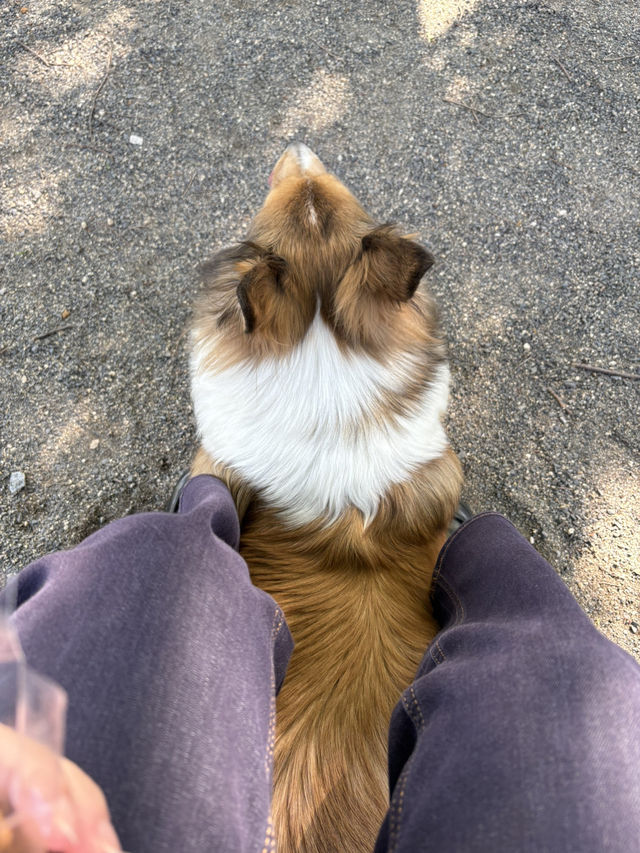【群馬🐴】世界の名犬牧場で触れ合い放題🐶💕