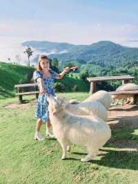 Akha FarmVille ดอยช้าง เชียงราย