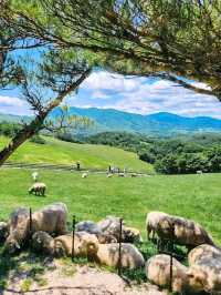 Chill Out With Sheep at Daegwallyeong Sheep Ranch