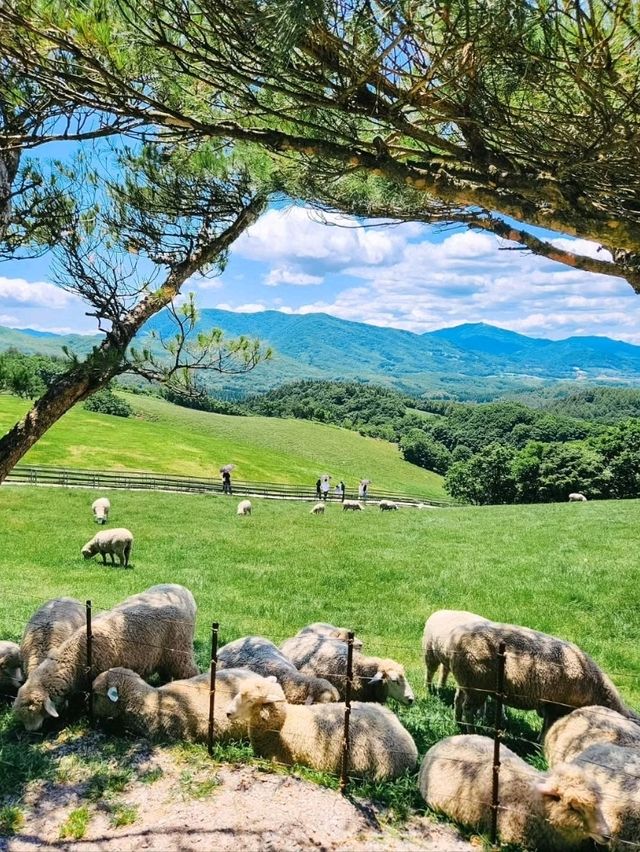 Chill Out With Sheep at Daegwallyeong Sheep Ranch