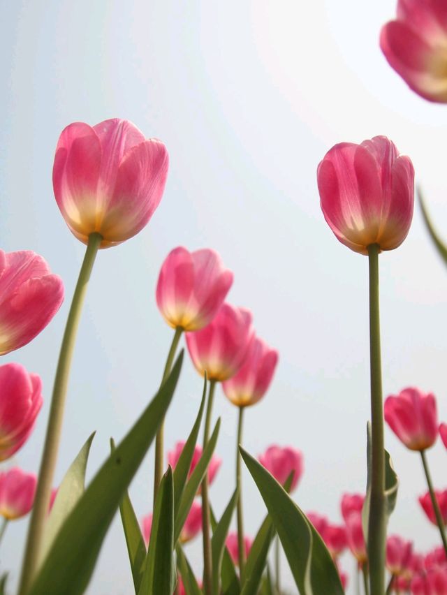Flower-Powered Wander: A Walk Through Zhongshe Flower Market 🌸