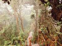 Cloud Chaser’s Quest: A Solo Adventure from Genting Highlands to Cameron Highlands