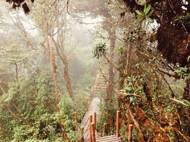 Cloud Chaser’s Quest: A Solo Adventure from Genting Highlands to Cameron Highlands