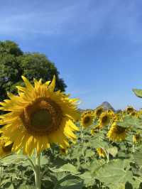 🌻✨ทุ่งทานตะวัน ใกล้กรุงเทพ‼️