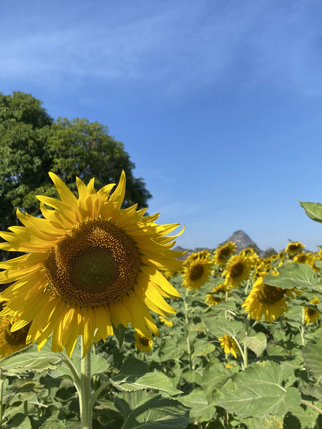 🌻✨ทุ่งทานตะวัน ใกล้กรุงเทพ‼️