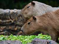 Did You Know?Your Birthday=FREE Entry To Zoo Negara!