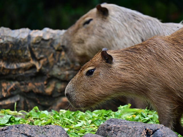 Did You Know?Your Birthday=FREE Entry To Zoo Negara!