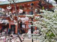 神戶鬧區內的櫻花秘境/生田神社