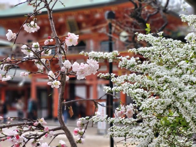 神戶鬧區內的櫻花秘境/生田神社