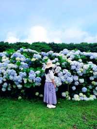 🩷 山茶花之丘  Camellia Hill 카멜리아힐 💜