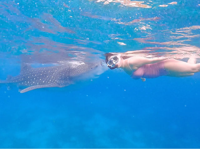 🐋고래상어와 함께 수영을! 세부 오슬롭