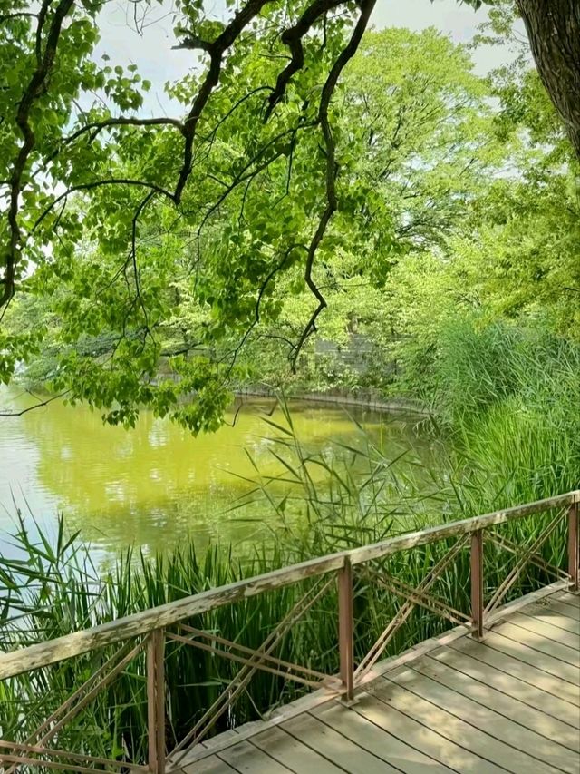 Green Calm in Osaka: Nagai Park