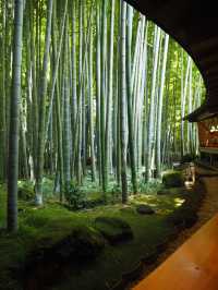 【鎌倉】報国寺の竹林