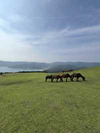【宮崎】野生馬と灯台の絶景🌊都井岬で非日常の旅へ🐎
