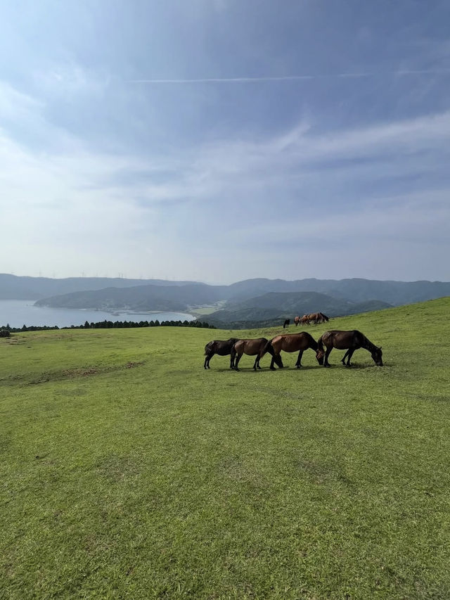 【宮崎】野生馬と灯台の絶景🌊都井岬で非日常の旅へ🐎