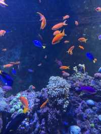 🐠 S.E.A. Aquarium – เปิดโลกใต้ทะเลกลางสิงคโปร์