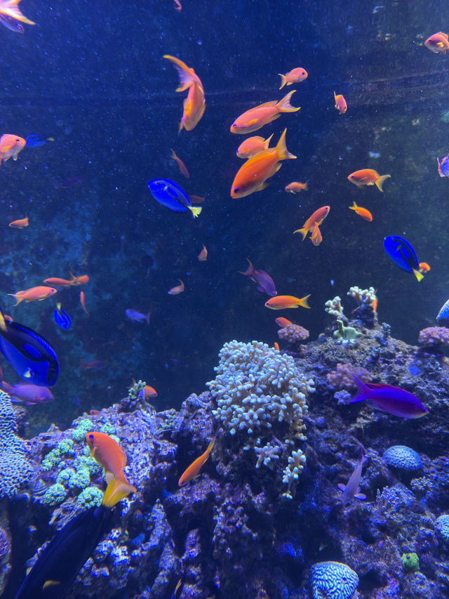 🐠 S.E.A. Aquarium – เปิดโลกใต้ทะเลกลางสิงคโปร์