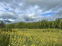 🌻✨ Xizhou Fields: A Day of Unexpected Beauty and Breezy Rides