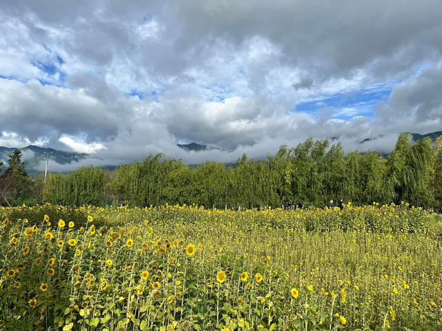 🌻✨ Xizhou Fields: A Day of Unexpected Beauty and Breezy Rides
