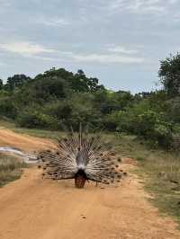 🐘 Wild Encounters at Yala Safari, Sri Lanka 🐾
