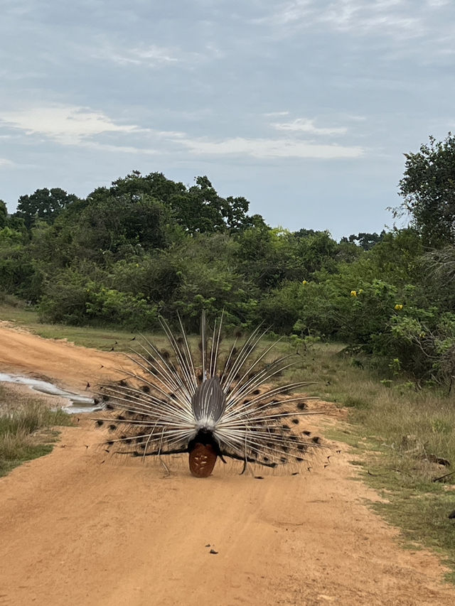 🐘 Wild Encounters at Yala Safari, Sri Lanka 🐾