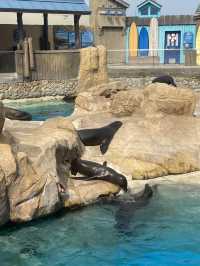 🌊🐬 SeaWorld San Antonio สนุก ครบ จบที่เดียว
