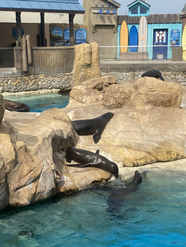 🌊🐬 SeaWorld San Antonio สนุก ครบ จบที่เดียว
