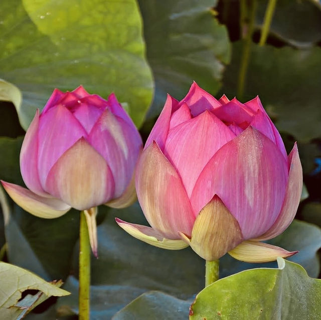 Kasumigaura Park: A Lakeside Oasis of Blooms & Serenity – A Solo Traveler’s Retreat"** 🌸🌊