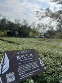 英西峰林夏日采茶 trip ~Tea Lover 