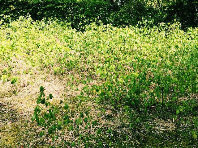仙台🇯🇵東北大學植物園