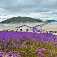 🌙💙 *Banwol Island (반월도): Korea’s Dreamy "Half-Moon" Purple Paradise* 🏝️🌸