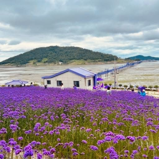 🌙💙 *Banwol Island (반월도): Korea’s Dreamy "Half-Moon" Purple Paradise* 🏝️🌸