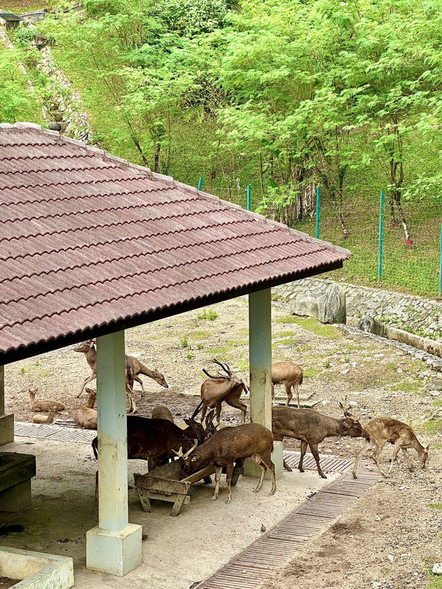 Taman Rusa: Where Cottages, Calm & Deer Meet