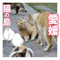 【愛媛】ネコと1日遊べる猫島