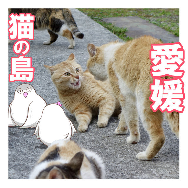 【愛媛】ネコと1日遊べる猫島 【愛媛】ネコと1日遊べる猫島