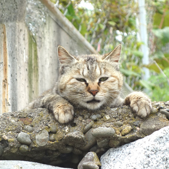 【愛媛】ネコと1日遊べる猫島 【愛媛】ネコと1日遊べる猫島